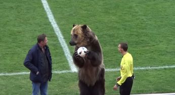 (((VIDEO))) Polémica por oso que le entregó la pelota a un árbitro en Rusia