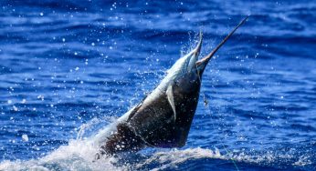 Inició la temporada de Pesca